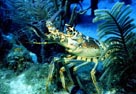 Underwater Photo of Lobster